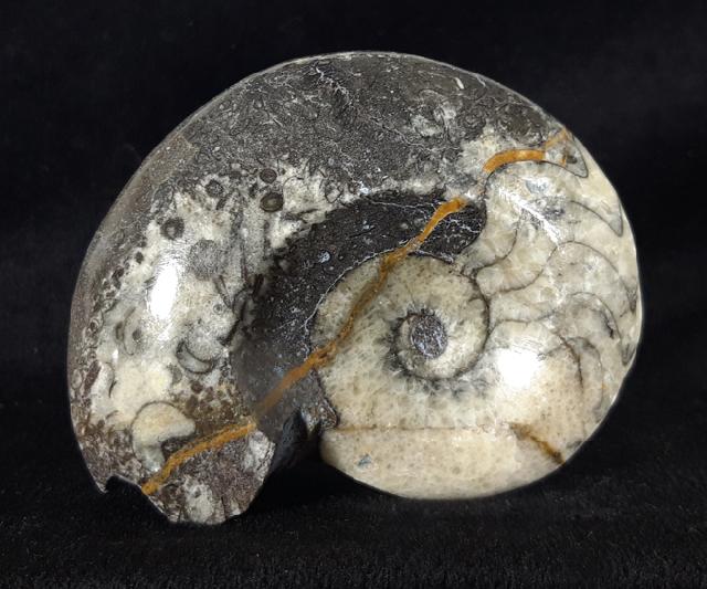 Manticoceras sp. HYATT 1884 - Bild &copy; FossNet FossilienStore